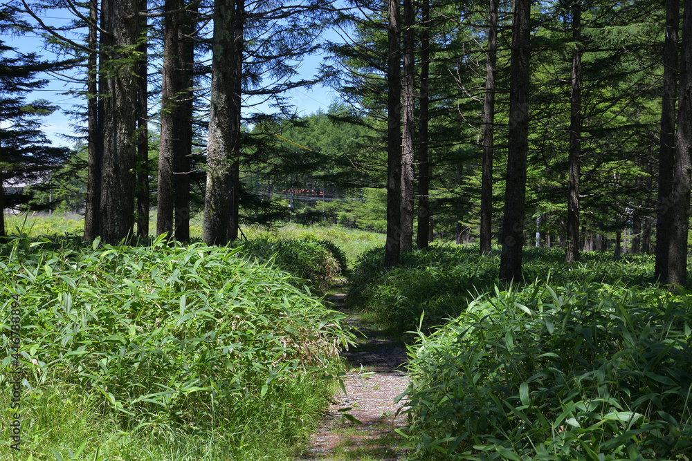 Obraz premium 霧ヶ峰,日本百名山,百名山,湿地,新緑,緑,森,ハイキング,自然,登山,夏,夏山,夏空