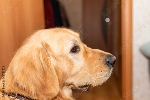 Golden retriever dog mouth open sitting on the floor at home.golden labrador portrait.Closeup.Side view.
