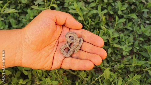 Exotic veterinarian holding a water snake.
It's also called a dice snake; nonvenomous.
wildlife vet. Biologist
Handling snake.
veterinary medicine.
reptiles, reptile in the woods.
wild animal, animals photo