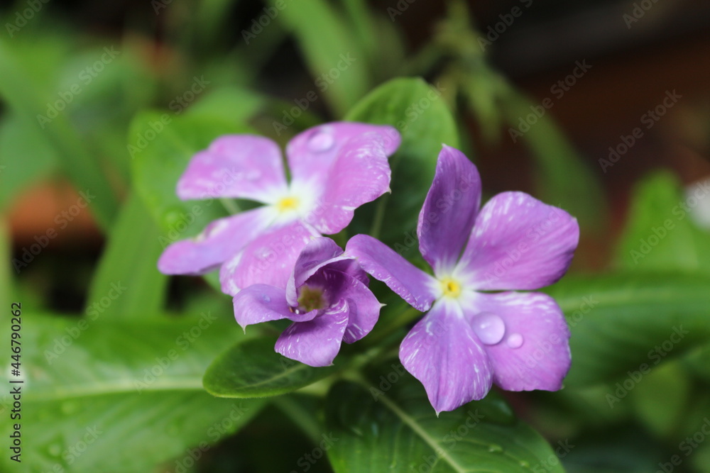 Fototapeta premium 花