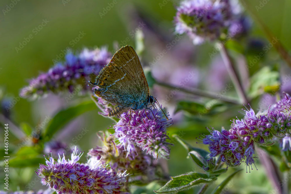 Macro shots, Beautiful nature scene. Closeup beautiful butterfly sitting on the flower in a summer garden. Macro shots, Beautiful nature scene. Closeup beautiful butterfly sitting on the flower in a summer garden.