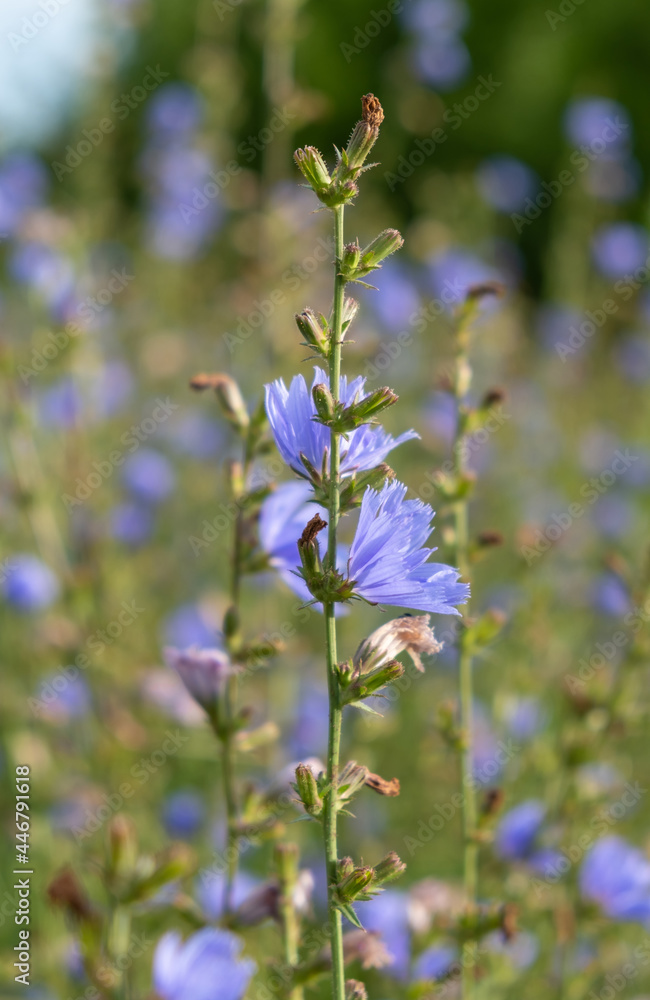 Delicate blue chicory flowers against a blurry background of wild thickets of chicory. Delicate blue chicory flowers against a blurry background of wild thickets of chicory.
