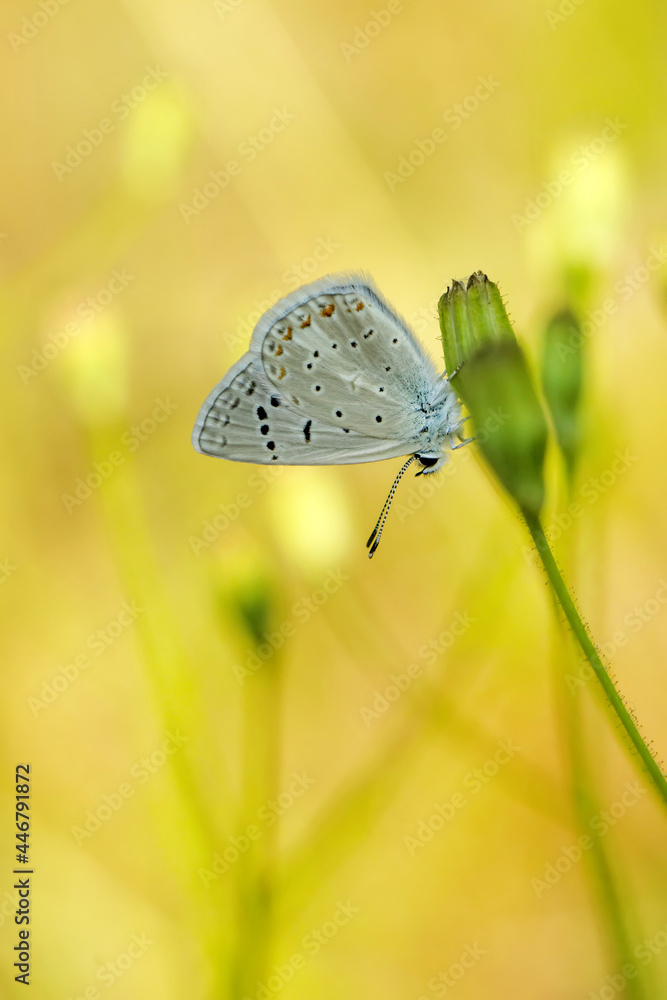 custom made wallpaper toronto digitalMacro shots, Beautiful nature scene. Closeup beautiful butterfly sitting on the flower in a summer garden.
