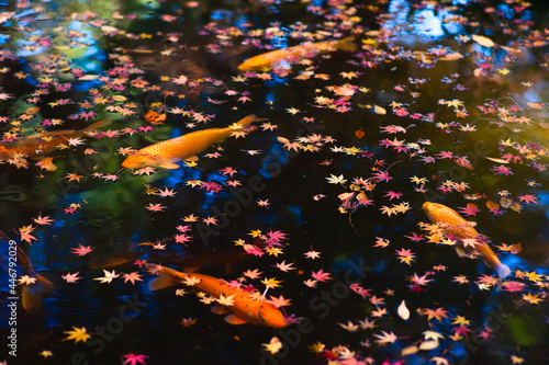 水面に落ちる紅葉と池で泳ぐコイ