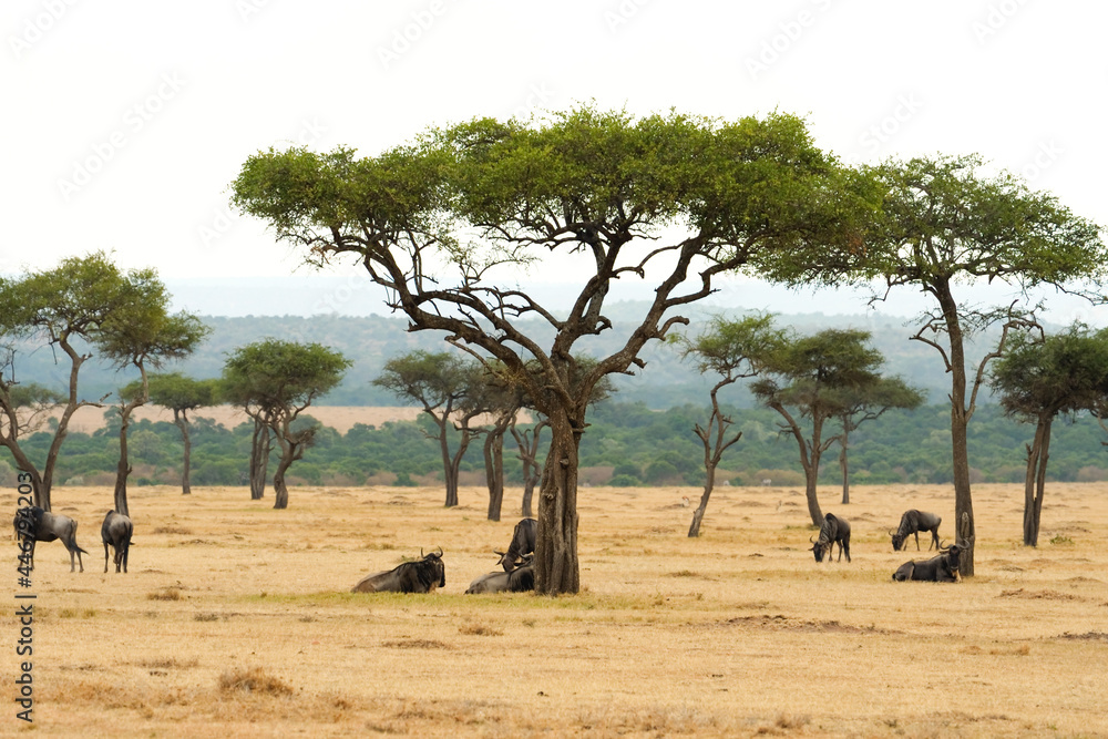 Blue wildebeest and Acacia tree, Masai Mara National Reserve , Kenya , Africa Blue wildebeest and Acacia tree, Masai Mara National Reserve , Kenya , Africa