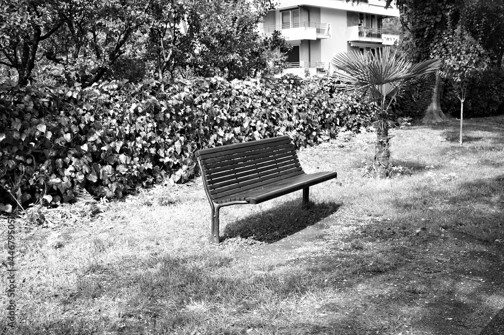 An isolated wooden bench in a public park near a little palm tree (Marche, Italy, Europe)