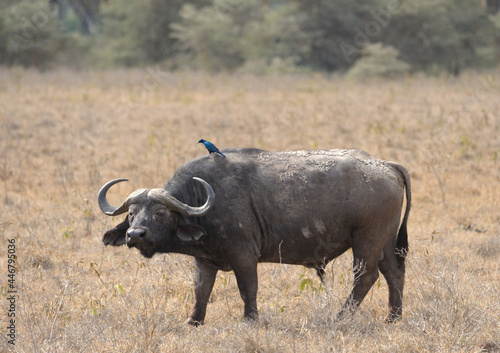 African Buffalo standing at Serengeti National Park   Wildlife scene from Africa nature   