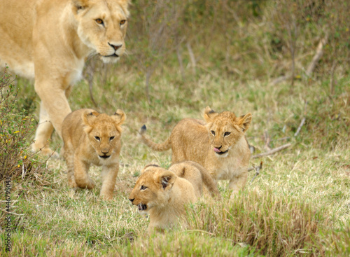 Lion with cubs  lioness with baby lions in the wilderness  Maasai Mara  Kenya  Africa