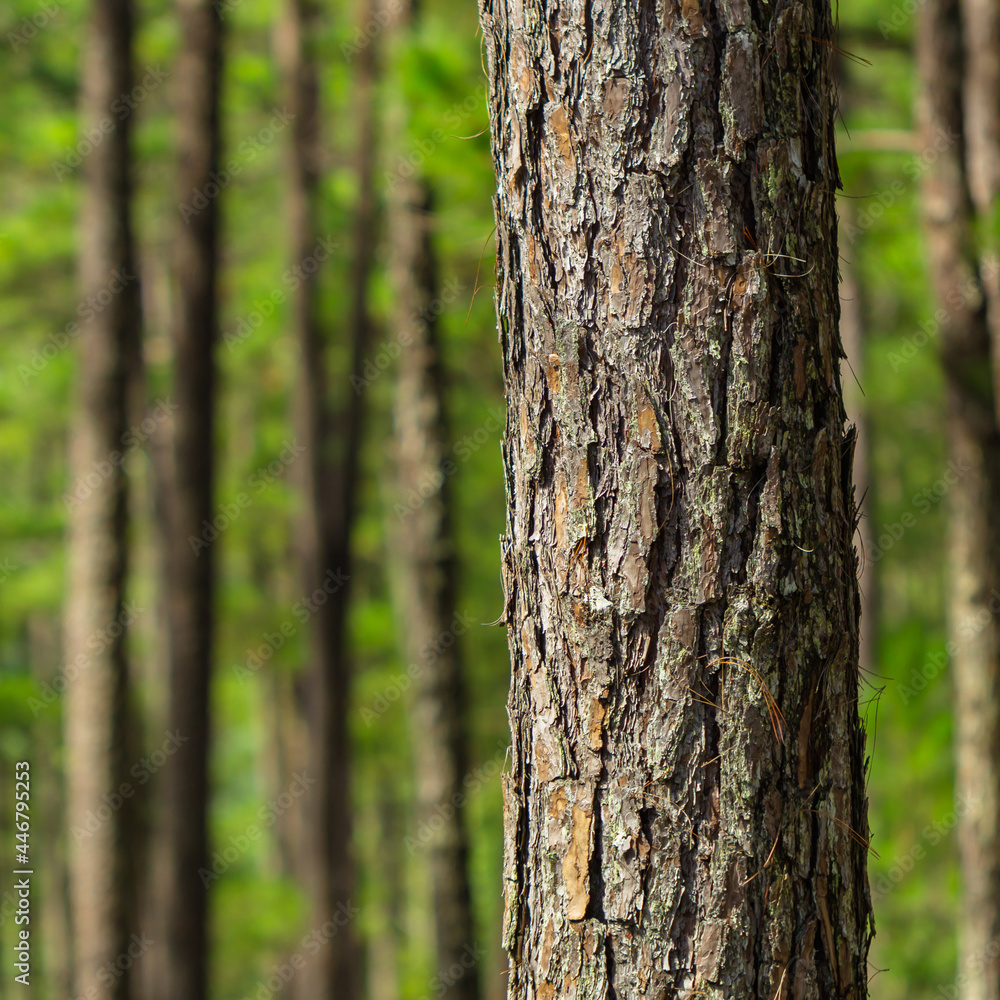 Pine trees with needles in the pine forest, Dalat Pine trees with needles in the pine forest, Dalat