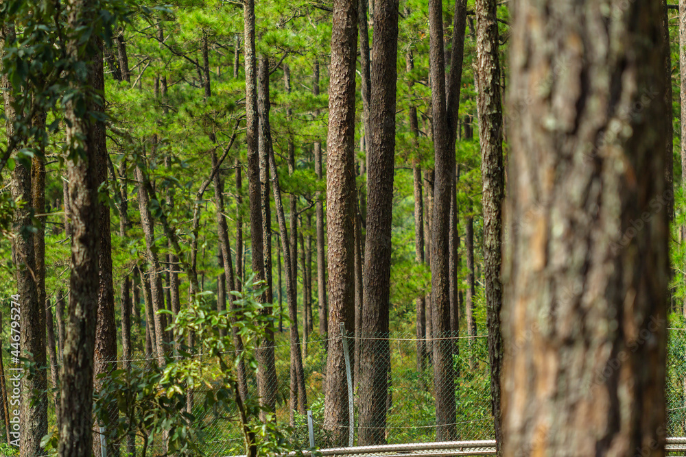 Pine trees with needles in the pine forest, Dalat Pine trees with needles in the pine forest, Dalat