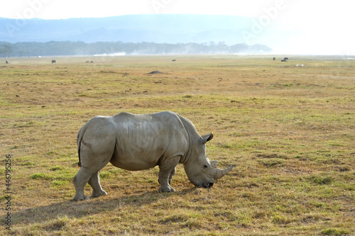 White Rhinoceros grazing grass in the Maasai Mara, Kenya 