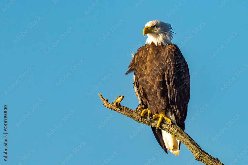 Obraz premium Perched Adult Bald Eagle