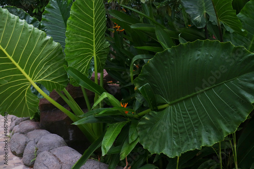 taro plant with very large green leaves