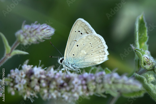 Wallpaper Mural Macro shots, Beautiful nature scene. Closeup beautiful butterfly sitting on the flower in a summer garden. Torontodigital.ca