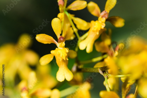 oncidium chrysomorphum orquid photo