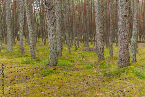 Pine trees in the forest on the Curonian Spit.