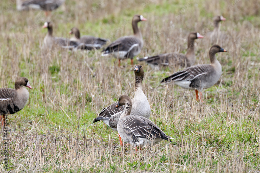 Fototapeta premium A mixed flock of geese in a field