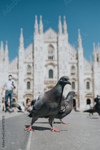 pigeons in the city