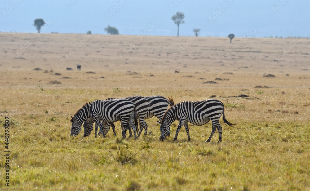 Fototapeta premium Zebras in savanna on safari in Kenya national park. Wild animals in nature