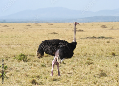 African ostrich in the savannah. Masai Mara, Kenya