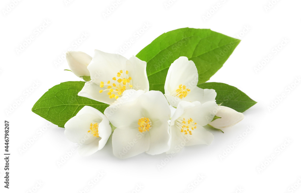 Obraz premium Beautiful flowers of jasmine plant with leaves on white background