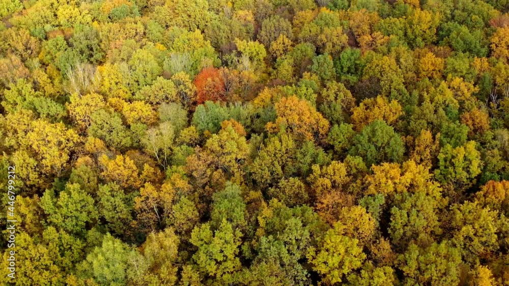 Beautiful autumn. Yellow top trees in forest in fall season. Amazing landscape of autumn colors. Aerial view concept Beautiful autumn. Yellow top trees in forest in fall season. Amazing landscape of autumn colors. Aerial view concept