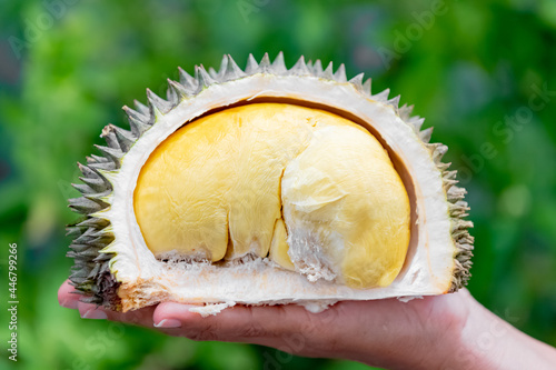 close up of a hand holding a durian photo