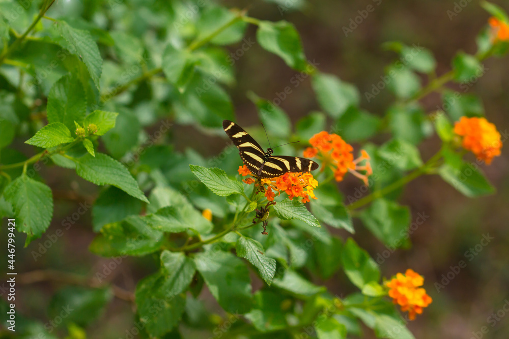 Zebra Longwing butterfly siting on a flower Zebra Longwing butterfly siting on a flower