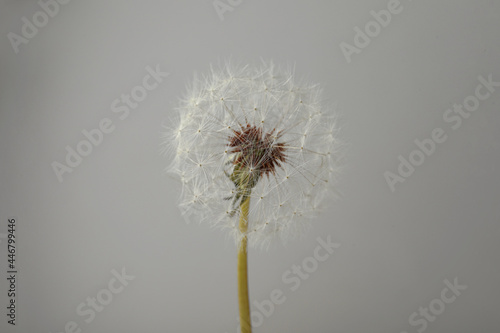 Beautiful fluffy dandelion flower on grey background