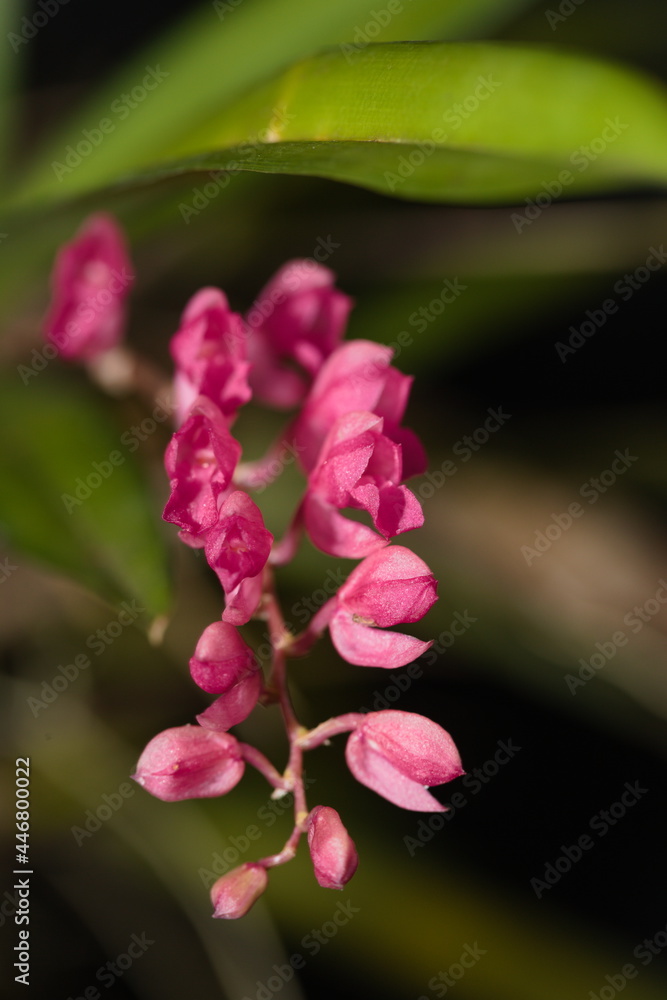 rodriguezia lanceolata orchid rodriguezia lanceolata orchid