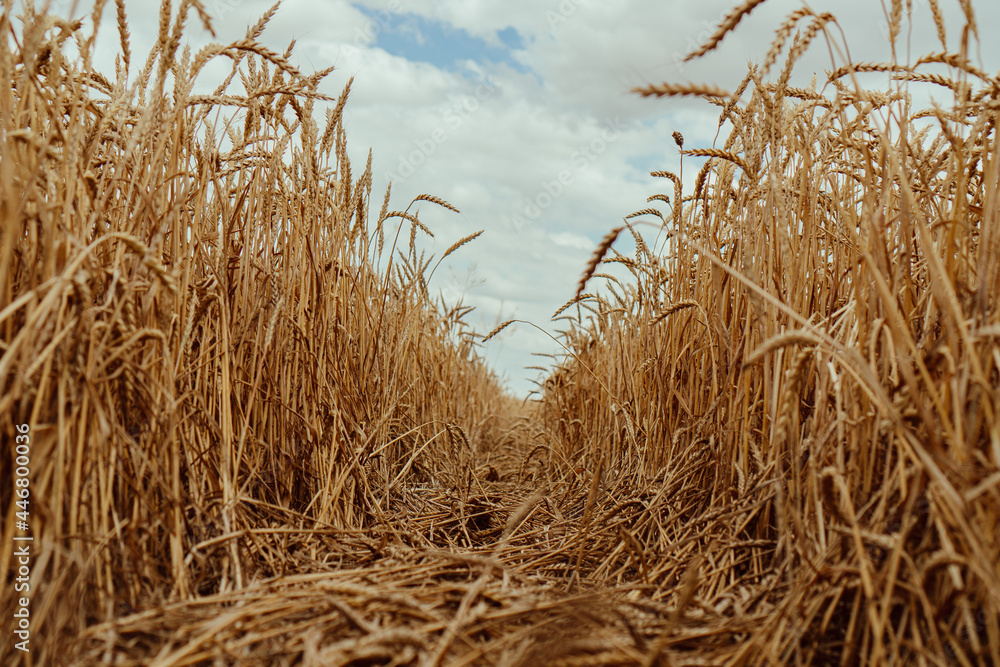 ears of wheat in the summer field