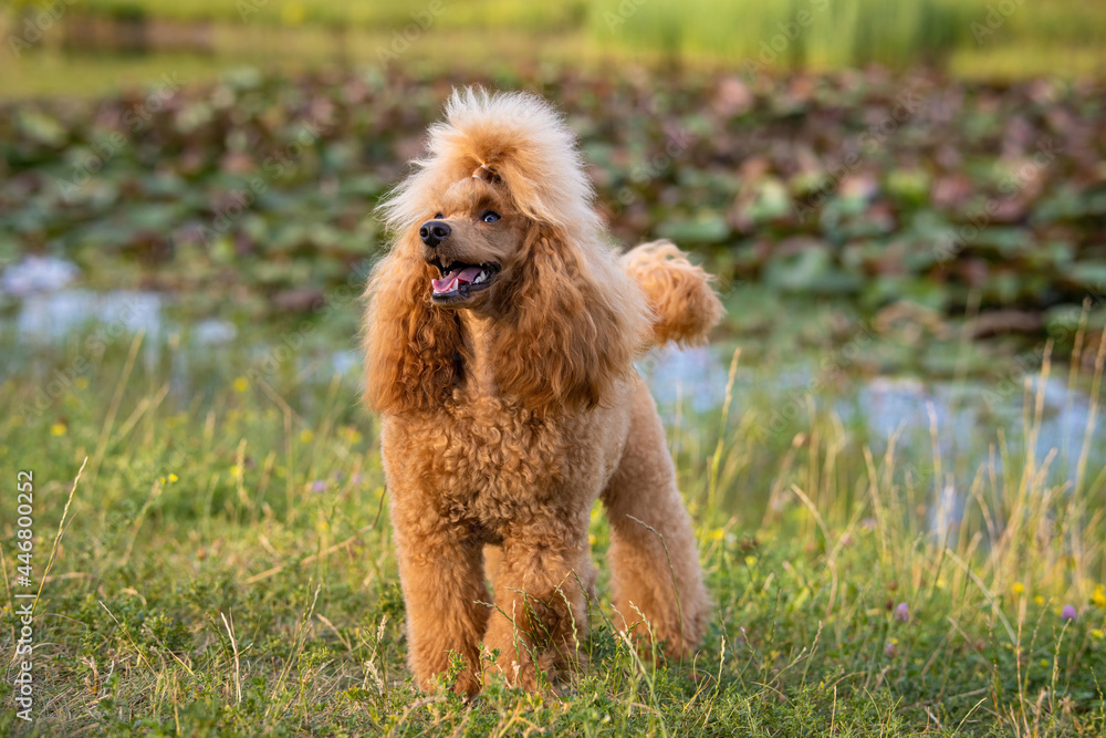 A beautiful happy young groomed thoroughbred red poodle stands by the pond in a summer city park. A beautiful happy young groomed thoroughbred red poodle stands by the pond in a summer city park.