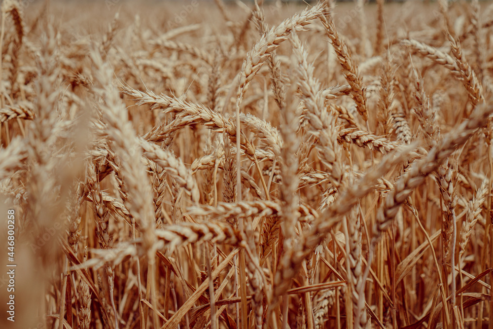 Fototapeta premium ears of wheat in the summer field