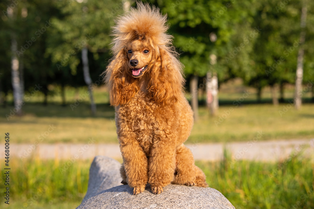 A beautiful young groomed thoroughbred red poodle sits on big boulder in a sunny city park
