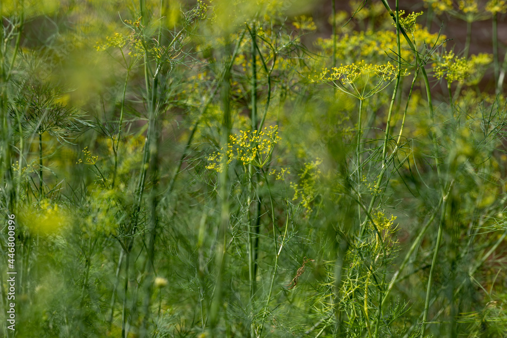 background of growing dill close-up, gardening concept, copy space