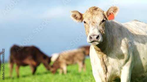 organic cattle eating feed in Europe.  photo