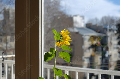 yellow flower by the window. sunflower flower in the first rays of the spring sun