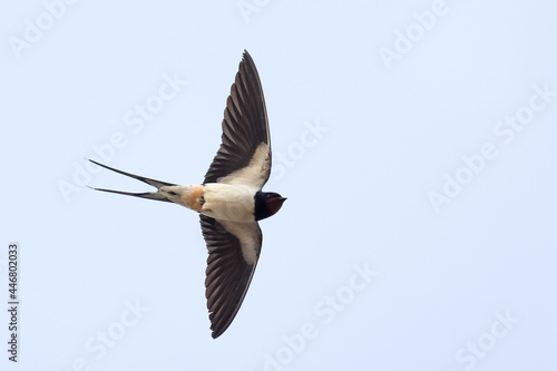 barn swallow during spring migration photo