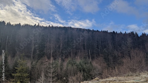 forest in the mountains