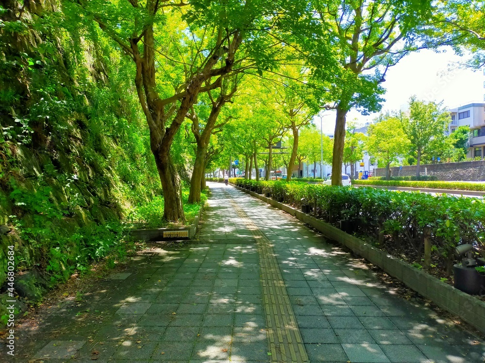 日本の名城、和歌山の観光スポット和歌山城の石垣と木陰と木漏れ日の歩道と点字ブロックの夏の新緑の風景（コピースペースあり）