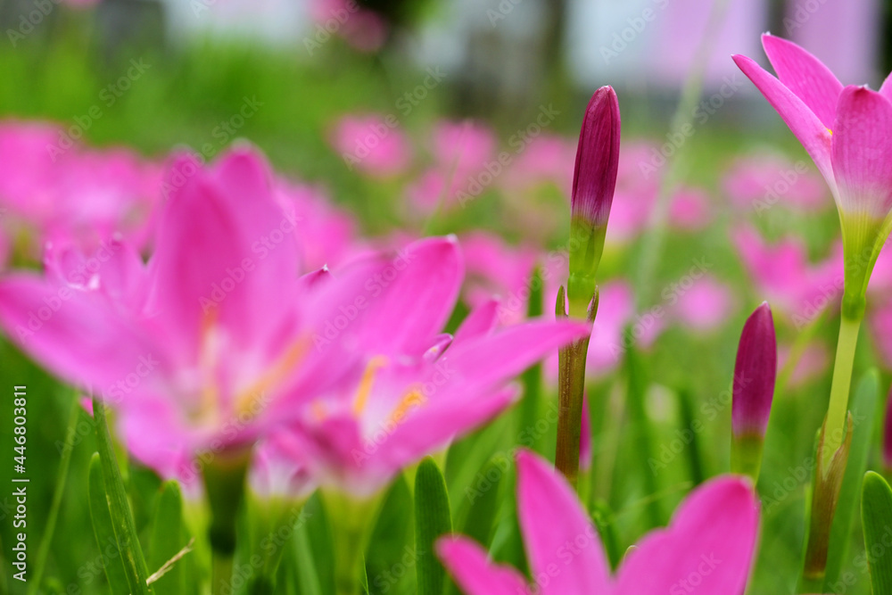 pink rain lily flower. This flower can grow easily if planted with the right care pink rain lily flower. This flower can grow easily if planted with the right care