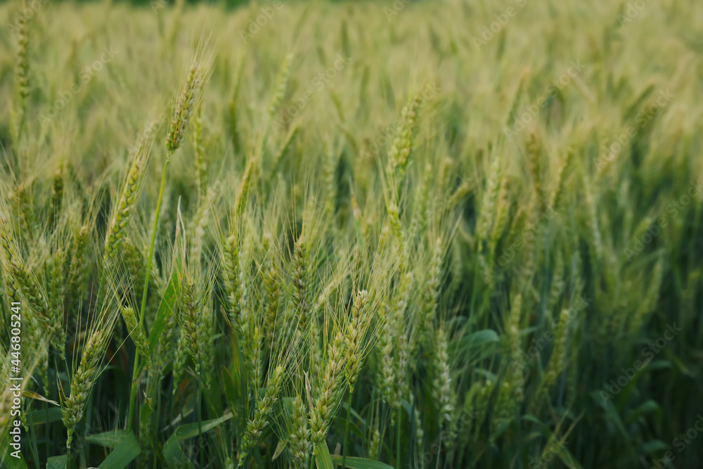 Beautiful view of field with ripening wheat, closeup Beautiful view of field with ripening wheat, closeup