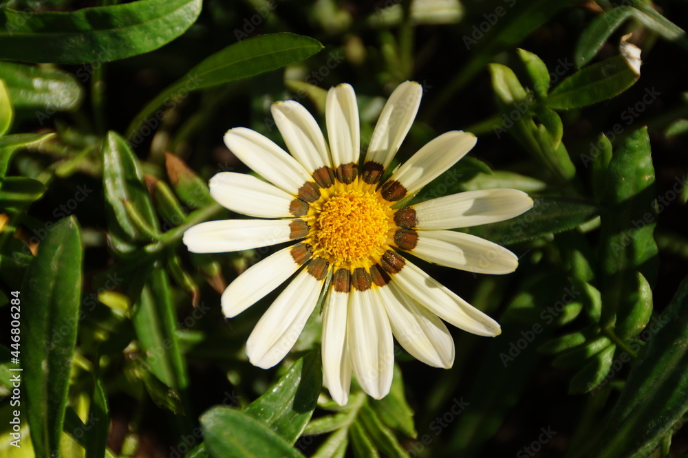 Fototapeta premium flower in the garden