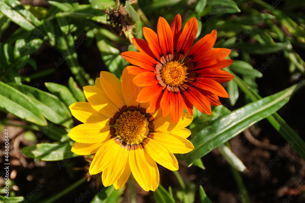 orange flower in the garden orange flower in the garden