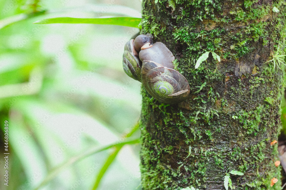 Fototapeta premium two snails together