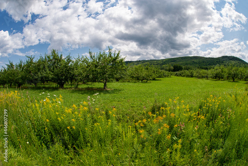Apple orchard near wild flowers in summer. © Guy