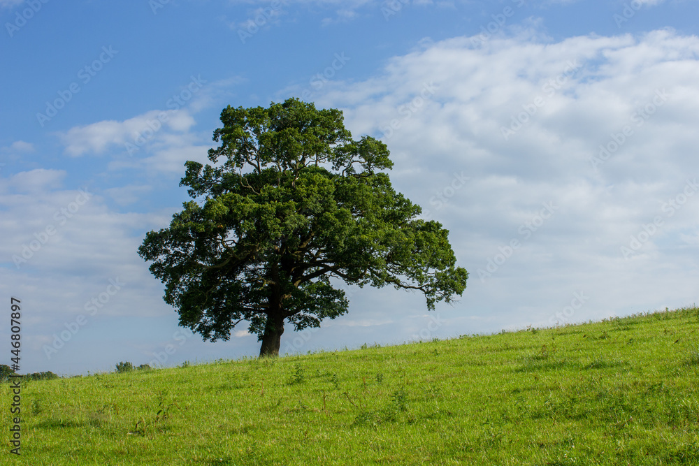 One tree hill. Majestic Oak One tree hill. Majestic Oak