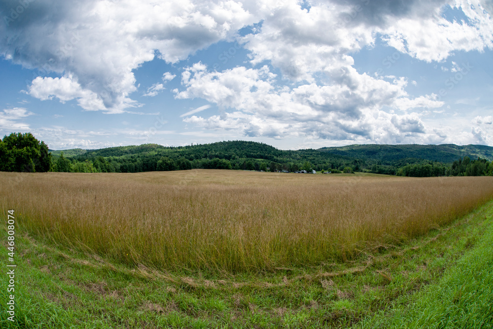 Hay field in the Adirondacks in summer