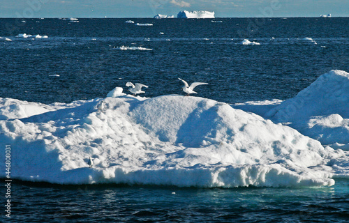 flock of seagulls and seabirds in the icebergs, Ilulissat Icefjord, Illulissat, Greenland