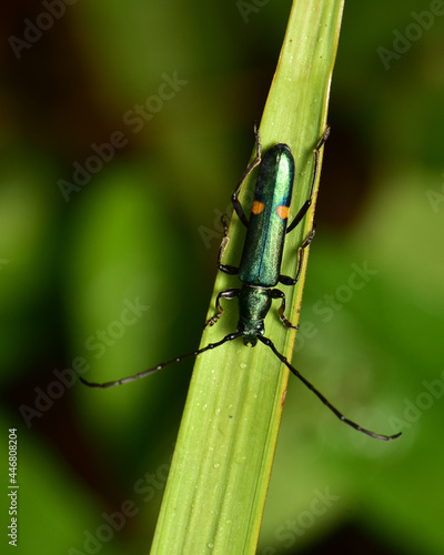 Lytta vesicatoria this insect has terpenoid cantharidin in it.